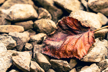 leaves on the ground