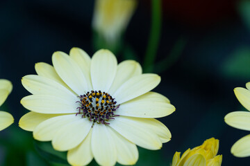 Obraz premium flower with dew