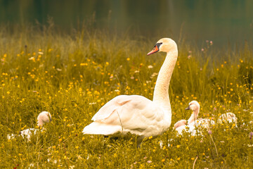 swans on the lake