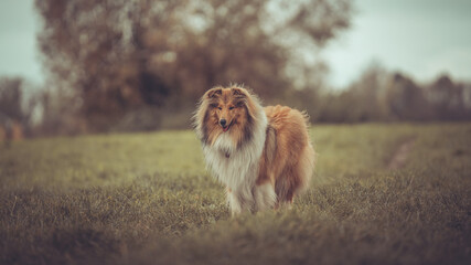 Portrait rough Collie sable white britisch outdoor auf Rasen Var. 3