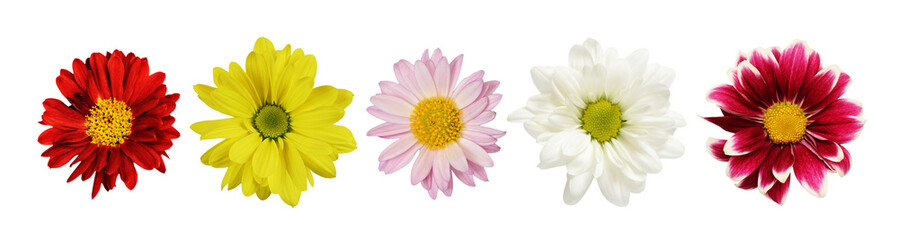 Set of flowers (chrysanthemum) isolated on white or transparent background