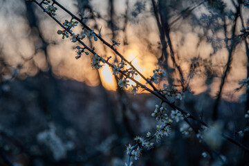 sunset in the forest