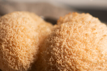 Hericium erinaceus mushroom monkey head mushroom, bearded tooth fungus, bearded hedgehog mushroom, pom pom, lion`s mane mushroom. Far Eastern medicine use this mushroom © joanna wnuk