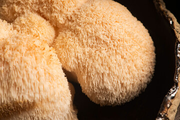 Hericium erinaceus mushroom monkey head mushroom, bearded tooth fungus, bearded hedgehog mushroom, pom pom, lion`s mane mushroom. Far Eastern medicine use this mushroom © joanna wnuk