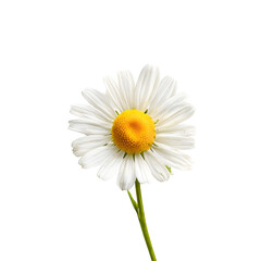 chamomile flower isolated on transparent background