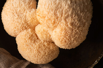 Hericium erinaceus mushroom monkey head mushroom, bearded tooth fungus, bearded hedgehog mushroom, pom pom, lion`s mane mushroom. Far Eastern medicine use this mushroom © joanna wnuk