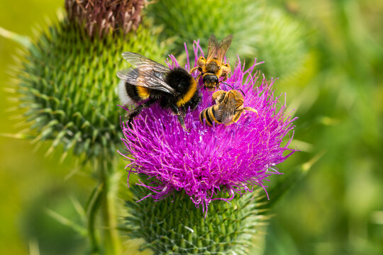 Gelbbindige Furchenbiene (Halictus scabiosae) und Dunkle Erdhummel (Bombus terrestris)	