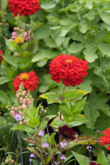 ヒャクニチソウ