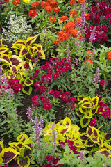 コリウスとセンニチコウ