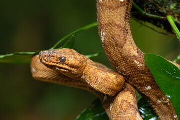 Corallus annulatus, known as the ringed tree boa, annulated tree boa, and northern annulated tree boa on a branch in its natural rainforest habitat.