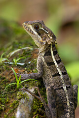 The brown basilisk (Basiliscus vittatus), also commonly referred to as the striped basilisk, female portrait on a green background.