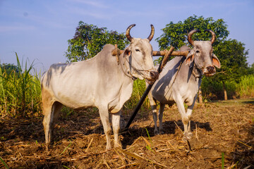 Two Oxen Harnessed For Plowing in a Rural Agricultural Landscape