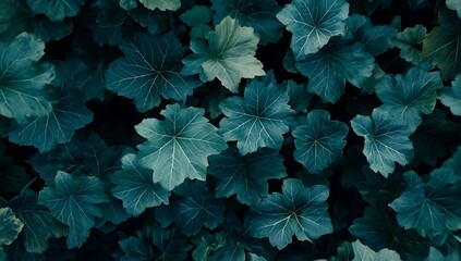 Fototapeta premium A close-up of dark green leaves abstract background