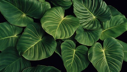A close-up of dark green leaves abstract background