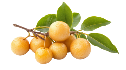 Close-up of a cluster of ripe yellow plums on a branch with gree