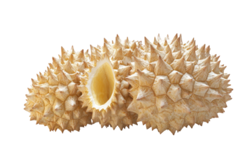 Close-up of a creamy, spiky durian fruit, a tropical delicacy kn
