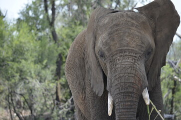 Naklejka premium Close up of Elephant