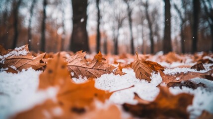 Close-up of snow-covered brown leaves on the ground in a forest.
