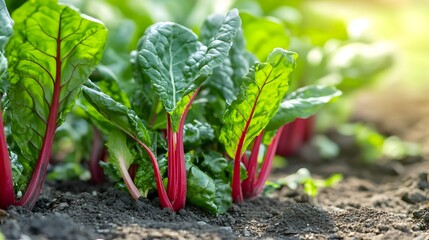 Swiss chard plants growing outside