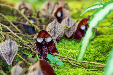 アリストロキア