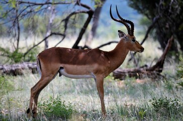 male impala antelope