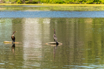 Two-crested cormorant (Nannopterum auritum). Natural scene from Wisconsin