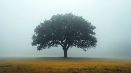 Fototapeta premium Mysterious tree stands alone in foggy landscape during early morning hours