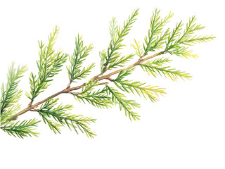 branch of pine or fir isolated on transparent or white background, png rosemary cutout