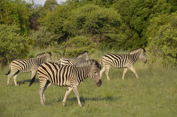 zebras in the savannah