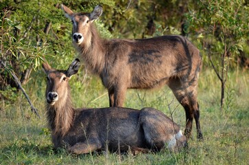Two waterbucks