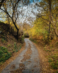 Fototapeta premium Curvy trail in ravine on autumn day. Path between hills in a forest, ground covered with fallen leaves.