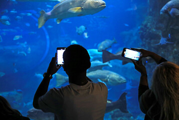 Fototapeta premium pareja mirando los peces haciendo fotografias con el movil en el aquarium de donostia san sebastian 4M0A4878-as25
