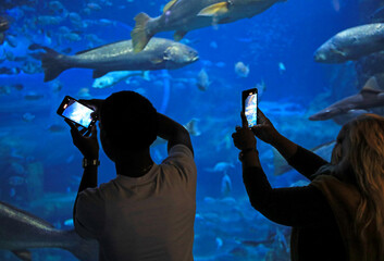 Fototapeta premium pareja mirando los peces haciendo fotografias con el movil en el aquarium de donostia san sebastian 4M0A4882-as25