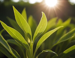 Obraz premium green fresh small growing leaves in sunlight in the morning growth nature concept