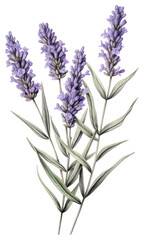 Naklejka premium PNG Lavender branch lavender illustration botanical.