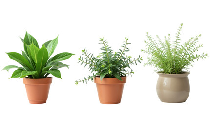 Indoor Plants in Decorative Flower Pots Isolated on a Transparent Background (PNG).