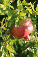 pomegranate on tree
