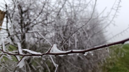 A close-up of a nature scene covered in ice or frost in the morning, showing the coldness of the air and the atmosphere of winter. The leaves around the flowers also seem to be coated with frost, addi