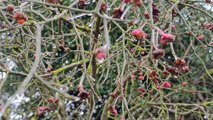 A close-up of a nature scene covered in ice or frost in the morning, showing the coldness of the...