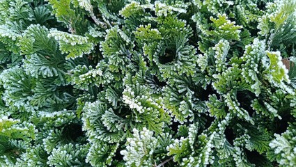 A close-up of a nature scene covered in ice or frost in the morning, showing the coldness of the...