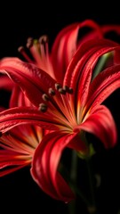 Obraz premium Isolate Red Lily Flower On Black Background 