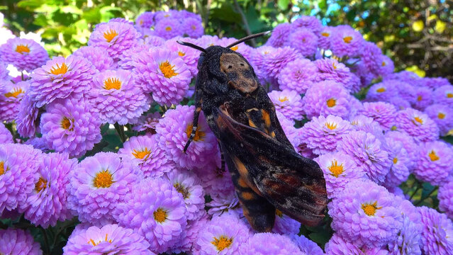 African death's-head hawkmoth Acherontia atropos - large rare hawk moth with poorly spread wings on flowers in the garden, southern Ukraine