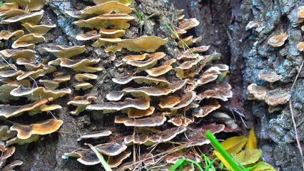 Polypore mushroom Trametes versicolor - tree mushroom on old rotten stump in garden, Odessa