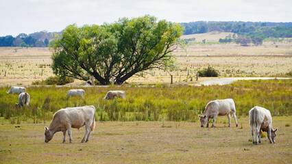 Cows grazing peacefully in an open field under a large tree in rural landscape during daylight hours