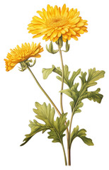 Fototapeta premium PNG Yellow Chrysanthemum branch chrysanthemum illustration botanical.