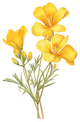 PNG Yellow Freesia branch illustration botanical flowers.