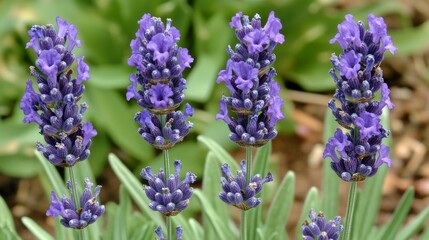 Obraz premium a detailed close-up of a lavender flower