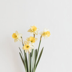 A minimalist composition featuring vibrant yellow daffodils with lush green stems on a clean white background. Perfect for spring, nature, and floral design themes.
