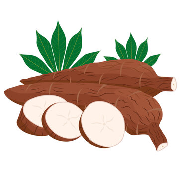 cassava root and leaves, raw cassava cut slice for tapioca flour industry, Manihot esculenta, manioc.