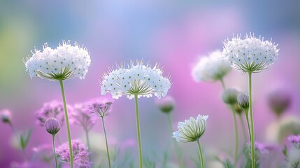 Fototapeta premium Cluster of Queen Annes Lace flowers in a wildflower meadow with soft natural light enhancing the delicate blooms